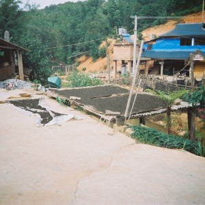 Pu’erh in Yunnan Province China
